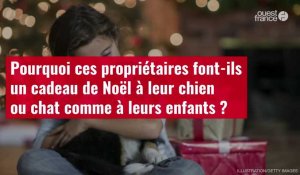 VIDÉO. Pourquoi ces propriétaires font-ils un cadeau de Noël à leur chien ou chat comme à leurs enfants ?