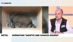 L'invité de Nantes Matin : l'opération "adopte une chauve-souris"