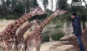 VIDÉO. En 2023, cinq girafons sont nés au zoo de Doué-la-Fontaine, une exception