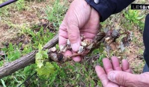 Le 18:18 - Episode de gel dans le Sud Vaucluse : des conséquences catastrophiques sur la production de fruits et de vin