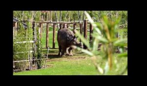 L'extension au zoo de La Flèche consacrée à l'Asie ouvre ce jeudi en présence de Rhinocéros.