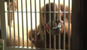 Un orang-outan s'amuse avec un hand spinner (vidéo)