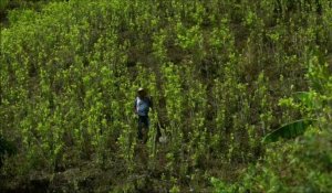 Colombie: quitter l'illégalité de la coca, pétrole de la guerre