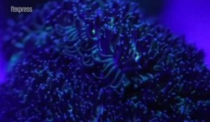 Ce corail pourrait résister au changement climatique