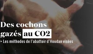 Des cochons gazés dans un abattoir des Yvelines, nouvelle vidéo choc de L214 