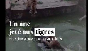 Un âne jeté aux tigres dans un zoo chinois "car il ne rapportait pas assez"