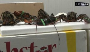 Marseille-Montréal : 85kg de homards pour lancer un vol direct