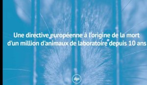 Une directive européenne à l'origine de la mort d'un million d'animaux de laboratoire depuis 10 ans