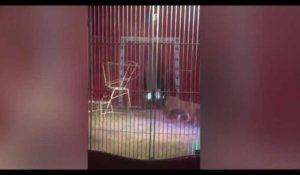 Un lion attaque son dresseur lors d'un spectacle dans un cirque (vidéo)