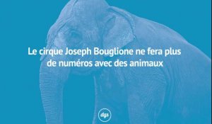 Le cirque Joseph Bouglione ne fera plus de numéros avec des animaux