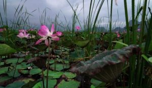 En Thaïlande, retour miraculeux des lotus sacrés