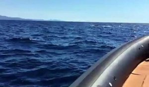 Une baleine filmée dans le golfe d'Ajaccio