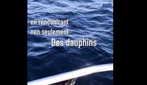 Des dauphins sur les côtes de la Méditerranée