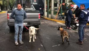 Mexico toujours à la recherche de survivants du séisme