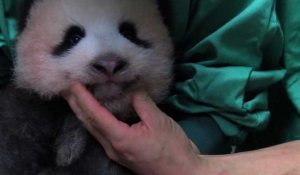 Le bébé panda de Tokyo fête ses 3 mois