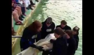 Sydney: un requin échoué est soigné dans une piscine publique