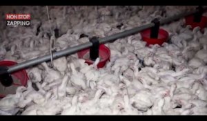 La nouvelle vidéo choc de L214 dans un élevage de poulets en Vendée