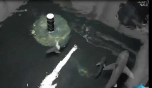 New York : Des requins dans une piscine secrète ! (Vidéo)