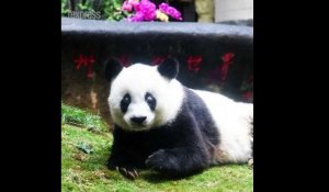 Chine: le plus vieux panda du monde est mort