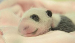 Le bébé panda de Beauval fête son premier mois