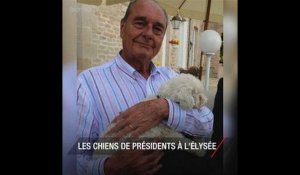 Avec Nemo, Macron perpétue la tradition des chiens de président