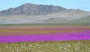 Chili: Le désert le plus aride du monde est en fleurs