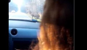 Un couple en voiture percute un cerf en roulant à plus de 133 km/h (Vidéo)