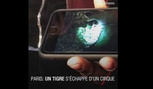 Un tigre s'échappe d'un cirque en plein Paris, son propriétaire le tue