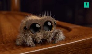 Tout le monde fond pour Lucas l'araignée adorable