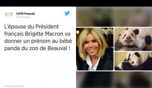 Zoo de Beauval. Le bébé panda baptisé aujourd'hui par Brigitte Macron