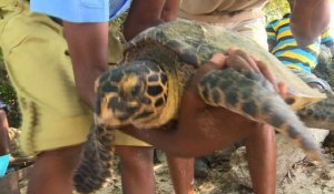 Kenya : le triste sort des tortues assaillies par le plastique