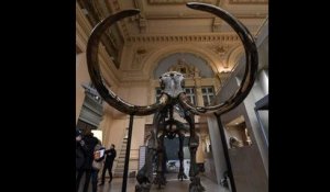 Un squelette de mammouth aux enchères à Lyon