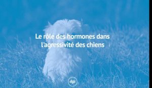 Le rôle des hormones dans l'agressivité des chiens