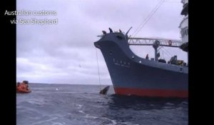 Une vidéo sanglante de baleiniers japonais diffusée