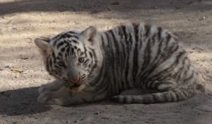 Des bébés animaux font le bonheur d'un zoo mexicain