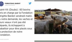 Doubs. Brigitte Bardot veut « sauver » toutes les vaches de Saint-Vit.