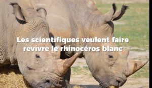 Les scientifiques veulent faire revivre le rhinocéros blanc