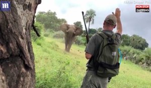 Un guide de safari dissuade un éléphant de charger, les images impressionnantes (Vidéo)