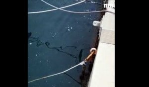 Un jeune requin à peau bleue se perd dans le vieux port de Menton