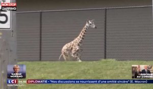États-Unis : Une girafe s'échappe de son enclos dans un zoo (Vidéo)