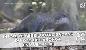 Intan, le bébé loutre badass du zoo de Taronga en Australie