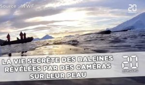 La vie secrète des baleines révélée par des caméras  sur leur peau