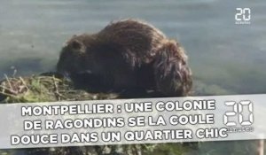 Montpellier: Une colonie  de ragondins se la coule douce  dans un quartier chic