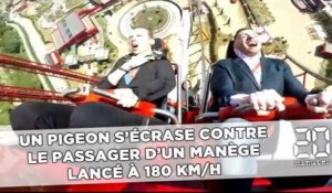 Un pigeon s'écrase contre le passager d'un manège lancé à 180 km/h