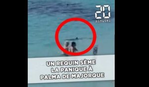Un requin sème la panique à Palma de Majorque