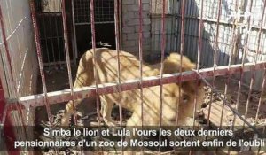 Il faut sauver Simba, le lion de Mossoul