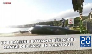 Norvège : Une baleine euthanasiée après avoir mangé  des sacs en plastique