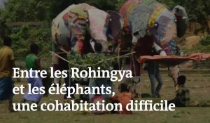Un camp rohingya s'organise pour repousser les éléphants
