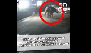 Chine : Un éléphant sauvage échappe aux contrôles frontaliers pour gagner le Laos