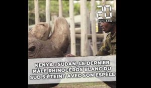 Kenya: Sudan, le dernier mâle rhinocéros blanc du Nord, s'éteint avec son espèce